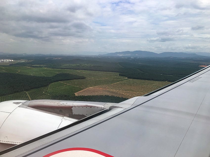 Oil Palms before Kuala Lumpur